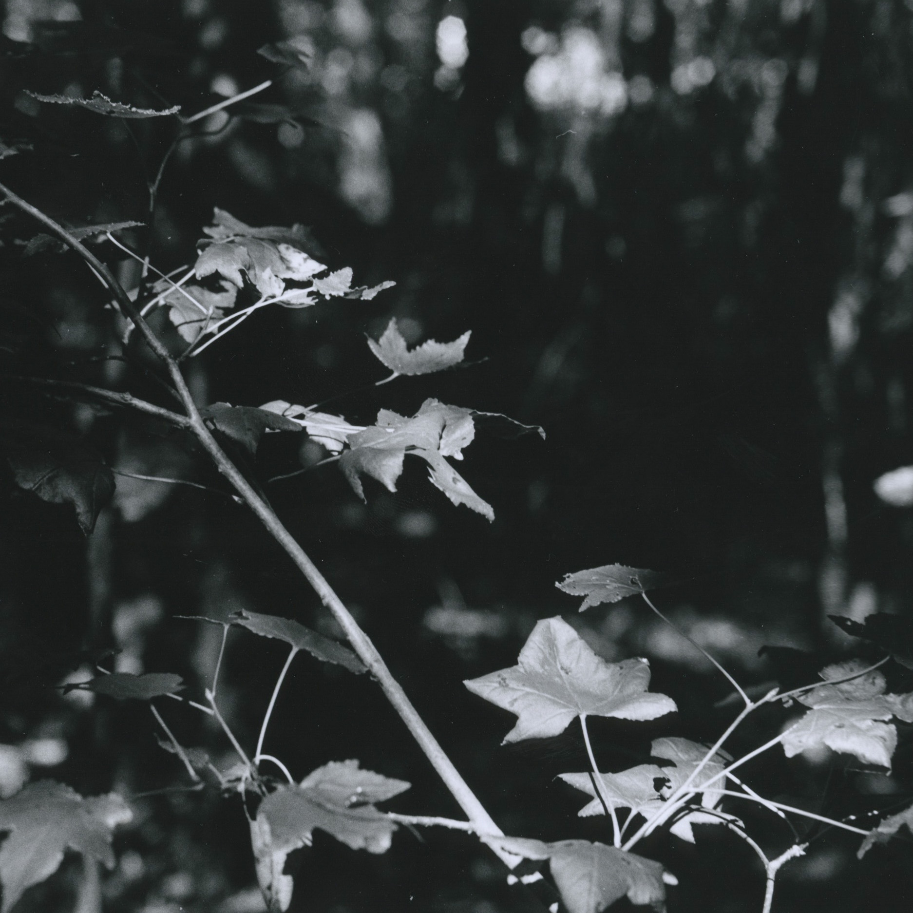 Film Photography
